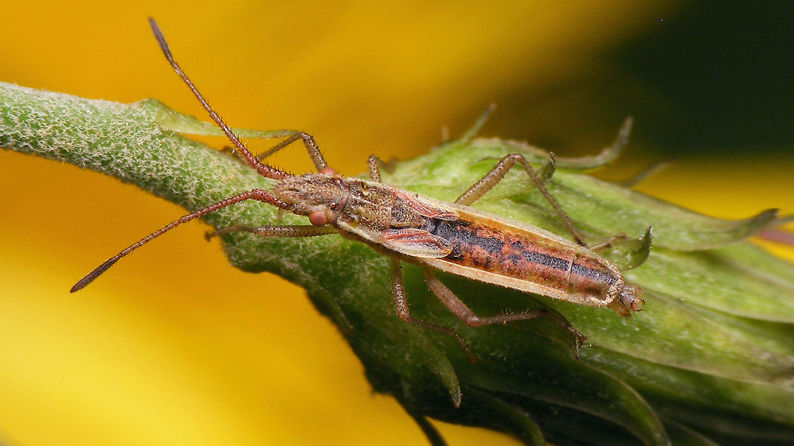 Myrmus miriformis - Male  Coreoidea,Myrmus,Myrmus miriformis,Netherlands,Rhopalidae,nl: Kleine slanke glasvleugelwants