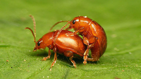 Sphaeroderma testaceum - Copula  Alticinae,Belgium,Chrysomelida,Copulation,Geotagged,Sphaeroderma,Sphaeroderma testaceum
