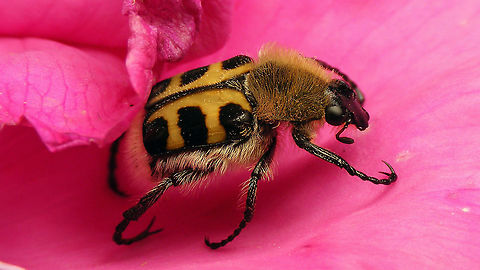 Trichius gallicus - Male Colour pattern on the elytra is NOT a reliable character for ID of the three Central European species of Trichius. ID of this male Trichius gallicus (aka Trichius zonatus) is based on the shape of the mesotibia and scales present only on the penultimate sternite.  "Cetoniidae",Cetoniinae,Geotagged,Germany,Scarabaeidae,Scarabaeoidea,Trichius,Trichius gallicus,Trichius zonatus,nl: Penseelkever (gallicus)