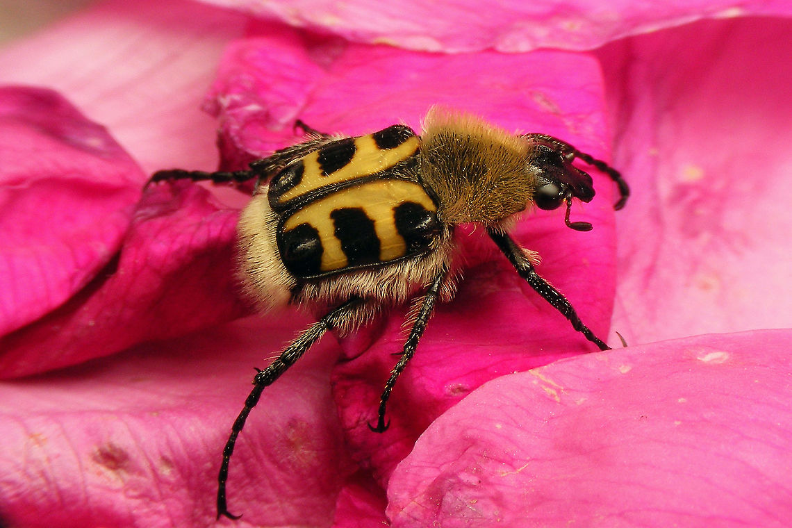 Trichius gallicus - On rose Colour pattern on the elytra is NOT a reliable character for ID of the three Central European species of Trichius. ID of this male Trichius gallicus (aka Trichius zonatus) is based on the shape of the mesotibia and scales present only on the penultimate sternite.  "Cetoniidae",Cetoniinae,Geotagged,Germany,Scarabaeidae,Scarabaeoidea,Trichius,Trichius gallicus,Trichius zonatus,nl: Penseelkever (gallicus)
