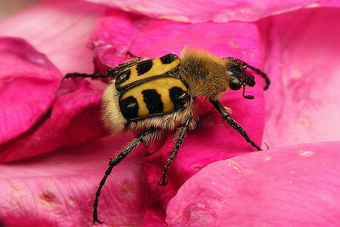 Trichius gallicus - On rose Colour pattern on the elytra is NOT a reliable character for ID of the three Central European species of Trichius. ID of this male Trichius gallicus (aka Trichius zonatus) is based on the shape of the mesotibia and scales present only on the penultimate sternite.  "Cetoniidae",Cetoniinae,Geotagged,Germany,Scarabaeidae,Scarabaeoidea,Trichius,Trichius gallicus,Trichius zonatus,nl: Penseelkever (gallicus)