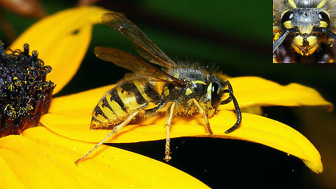 Vespula vulgaris Found on the bathroom floor, more dead than alive ... put it outside ... Apocrita,Common wasp,Geotagged,Germany,Hymenoptera,Vespidae,Vespinae,Vespoidea,Vespula,Vespula vulgaris