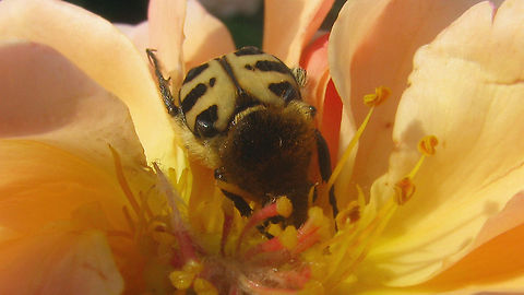 Trichius gallicus - From Gallia Seeing that we didn't have any Trichius gallicus from France, I figured I'd dig one up. Old photo, not the best, but at least it also shows a variation in the colour pattern on the elytra that we didn't have here yet :o) "Cetoniidae",Cetoniinae,France,French Flower Chafer,Geotagged,Scarabaeidae,Scarabaeoidea,Trichius,Trichius gallicus,Trichius zonatus,nl: Penseelkever (gallicus)