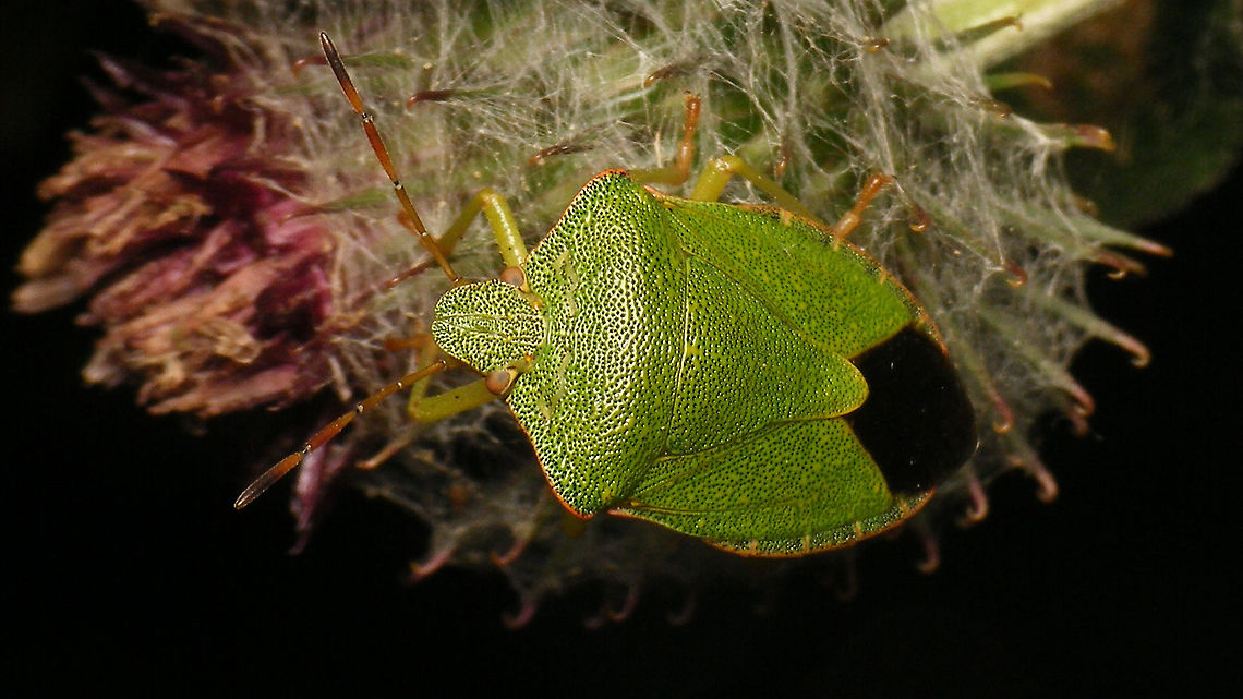 Palomena prasina - Fresh Probably no more than a (few) day(s) old - nice sparkly fresh green :o) Green shield bug,Hemiptera,Heteroptera,Jane's garden,Netherlands,Palomena,Palomena prasina,Pentatomidae,nl: Groene schildwants