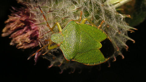 Palomena prasina - Fresh Probably no more than a (few) day(s) old - nice sparkly fresh green :o) Green shield bug,Hemiptera,Heteroptera,Jane's garden,Netherlands,Palomena,Palomena prasina,Pentatomidae,nl: Groene schildwants