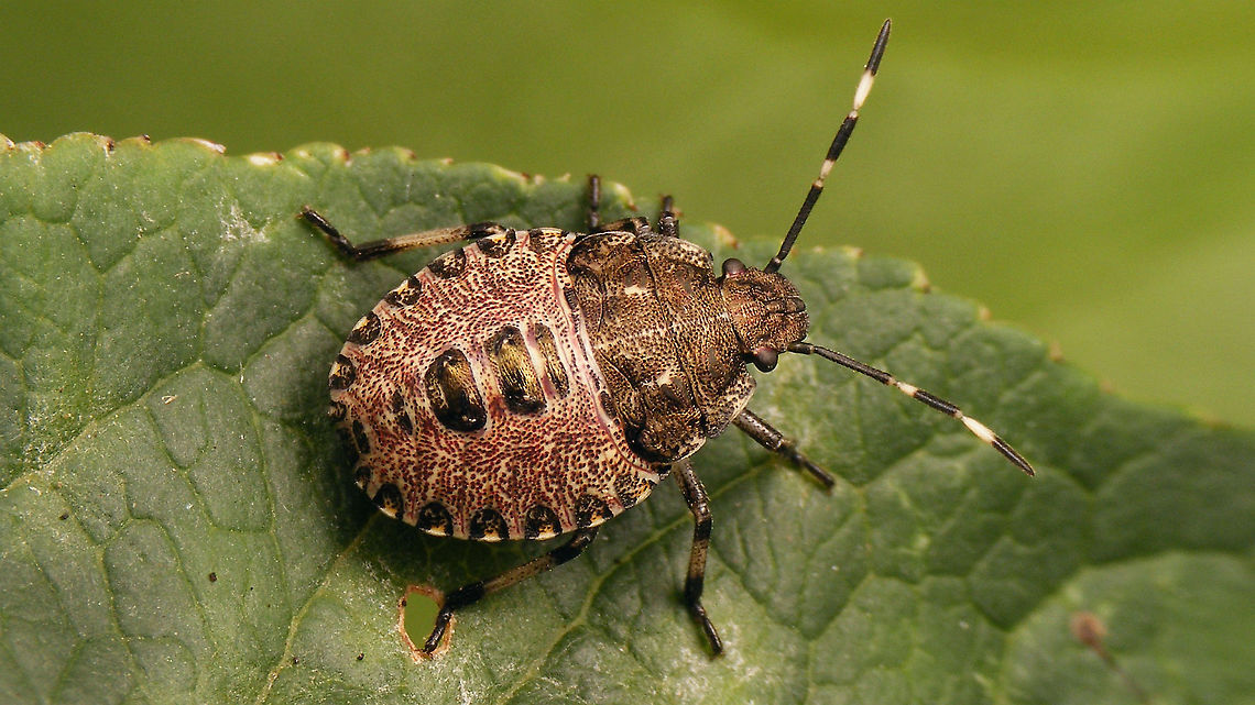 Rhaphigaster nebulosa - Nymph (4th std.) dorsal Mugshot of same critter here:<br />
<figure class="photo"><a href="https://www.jungledragon.com/image/99684/rhaphigaster_nebulosa_-_nymph_4th_std._mugshot.html" title="Rhaphigaster nebulosa - Nymph (4th std.) mugshot"><img src="https://s3.amazonaws.com/media.jungledragon.com/images/3043/99684_thumb.jpg?AWSAccessKeyId=05GMT0V3GWVNE7GGM1R2&Expires=1770854410&Signature=ggxXcXBTJhTk4E%2Brb1JNIDVjCZo%3D" width="200" height="114" alt="Rhaphigaster nebulosa - Nymph (4th std.) mugshot Mugshot of this here critter:<br />
https://www.jungledragon.com/image/99683/rhaphigaster_nebulosa_-_nymph_4th_std._dorsal.html Jane's garden,Mottled Shieldbug,Nymph,Pentatomidae,Pentatominae,Pentatomini,Rhaphigaster,Rhaphigaster nebulosa,nl: Grauwe schildwants" /></a></figure> Jane's garden,Mottled Shieldbug,Nymph,Pentatomidae,Pentatominae,Pentatomini,Rhaphigaster,Rhaphigaster nebulosa,nl: Grauwe schildwants
