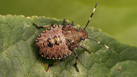 Rhaphigaster nebulosa - Nymph (4th std.) dorsal Mugshot of same critter here:
https://www.jungledragon.com/image/99684/rhaphigaster_nebulosa_-_nymph_4th_std._mugshot.html Jane's garden,Mottled Shieldbug,Nymph,Pentatomidae,Pentatominae,Pentatomini,Rhaphigaster,Rhaphigaster nebulosa,nl: Grauwe schildwants