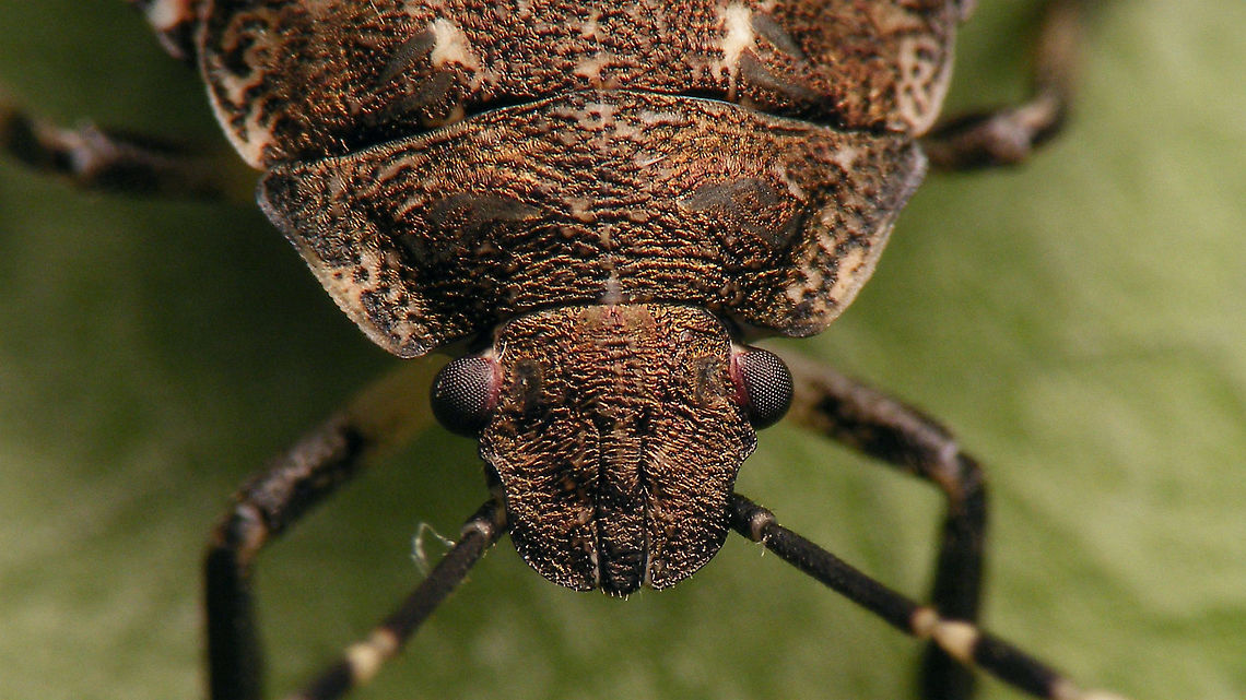 Rhaphigaster nebulosa - Nymph (4th std.) mugshot Mugshot of this here critter:<br />
<figure class="photo"><a href="https://www.jungledragon.com/image/99683/rhaphigaster_nebulosa_-_nymph_4th_std._dorsal.html" title="Rhaphigaster nebulosa - Nymph (4th std.) dorsal"><img src="https://s3.amazonaws.com/media.jungledragon.com/images/3043/99683_thumb.jpg?AWSAccessKeyId=05GMT0V3GWVNE7GGM1R2&Expires=1767225610&Signature=liC1CKTIbA%2BAuNqlPjTKJHMXCks%3D" width="200" height="114" alt="Rhaphigaster nebulosa - Nymph (4th std.) dorsal Mugshot of same critter here:<br />
https://www.jungledragon.com/image/99684/rhaphigaster_nebulosa_-_nymph_4th_std._mugshot.html Jane&#039;s garden,Mottled Shieldbug,Nymph,Pentatomidae,Pentatominae,Pentatomini,Rhaphigaster,Rhaphigaster nebulosa,nl: Grauwe schildwants" /></a></figure> Jane's garden,Mottled Shieldbug,Nymph,Pentatomidae,Pentatominae,Pentatomini,Rhaphigaster,Rhaphigaster nebulosa,nl: Grauwe schildwants