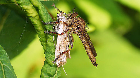 Tolmerus cingulatus having lunch Tolmerus cingulatus (aka Epitriptus cingulatus, aka Machimus cingulatus) having a nice juicy Cataclysta lemnata for lunch. Asilidae,Cataclysta lemnata,Diptera,Epitriptus cingulatus,Jane's garden,Machimus cingulatus,Robber fly,Tolmerus,Tolmerus cingulatus,nl: Kroosvlindertje,nl: Ringpootroofvlieg