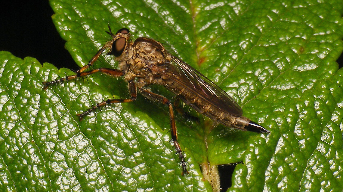 Tolmerus cingulatus - Female ID based on nearby male:<br />
<figure class="photo"><a href="https://www.jungledragon.com/image/99685/tolmerus_cingulatus_having_lunch.html" title="Tolmerus cingulatus having lunch"><img src="https://s3.amazonaws.com/media.jungledragon.com/images/3043/99685_thumb.jpg?AWSAccessKeyId=05GMT0V3GWVNE7GGM1R2&Expires=1769040010&Signature=tkwHbFfw2HCS89vdcCjhE3tbheM%3D" width="200" height="114" alt="Tolmerus cingulatus having lunch Tolmerus cingulatus (aka Epitriptus cingulatus, aka Machimus cingulatus) having a nice juicy Cataclysta lemnata for lunch. Asilidae,Cataclysta lemnata,Diptera,Epitriptus cingulatus,Jane's garden,Machimus cingulatus,Robber fly,Tolmerus,Tolmerus cingulatus,nl: Kroosvlindertje,nl: Ringpootroofvlieg" /></a></figure> Asilidae,Cataclysta lemnata,Diptera,Epitriptus cingulatus,Jane's garden,Machimus cingulatus,Robber fly,Tolmerus,Tolmerus cingulatus,nl: Kroosvlindertje,nl: Ringpootroofvlieg