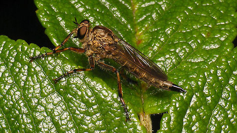 Tolmerus cingulatus - Female ID based on nearby male:
https://www.jungledragon.com/image/99685/tolmerus_cingulatus_having_lunch.html Asilidae,Cataclysta lemnata,Diptera,Epitriptus cingulatus,Jane's garden,Machimus cingulatus,Robber fly,Tolmerus,Tolmerus cingulatus,nl: Kroosvlindertje,nl: Ringpootroofvlieg