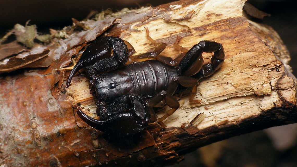 Euscorpius sp. Stowaway that traveled to the Netherlands from Croatia a few years back. Many new species described from the area in the past decades, so not too sure about currently valid ID. Euscorpius,Scorpion,Scorpiones,nl: Schorpioen
