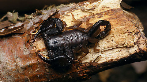 Euscorpius sp. Stowaway that traveled to the Netherlands from Croatia a few years back. Many new species described from the area in the past decades, so not too sure about currently valid ID. Euscorpius,Scorpion,Scorpiones,nl: Schorpioen