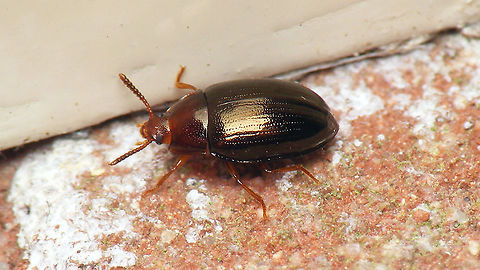 Scaphidema metallica Previously uploaded as S. metallicum, but see comments with this image by Claude:
https://www.jungledragon.com/image/114820/scaphidema_metallica_fabricius_1792.html Cucujiformia,Jane's garden,Scaphidema,Scaphidema metallica,Scaphidema metallicum,Scaphidemini,Tenebrionidae,Tenebrioninae,Tenebrionoidea