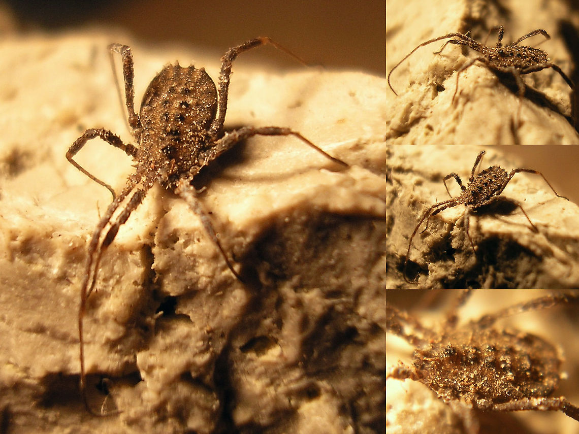 Homalenotus quadridentatus - Adult Rather old images (2008) of one of the scarcer species of Harvestmen in the Netherlands.<br />
Juveniles here:<br />
<figure class="photo"><a href="https://www.jungledragon.com/image/99827/homalenotus_quadridentatus_-_juveniles.html" title="Homalenotus quadridentatus - Juveniles"><img src="https://s3.amazonaws.com/media.jungledragon.com/images/3043/99827_thumb.jpg?AWSAccessKeyId=05GMT0V3GWVNE7GGM1R2&Expires=1759968010&Signature=24Bz2lcYz7pErT6jbqAt61ytN4U%3D" width="200" height="150" alt="Homalenotus quadridentatus - Juveniles Rather old images (2008) of one of the scarcer species of Harvestmen in the Netherlands.<br />
Adult here:<br />
https://www.jungledragon.com/image/99826/homalenotus_quadridentatus_-_adult.html Homalenotus,Homalenotus quadridentatus,Opiliones,Phalangiidae,Sclerosomatidae" /></a></figure> Homalenotus,Homalenotus quadridentatus,Opiliones,Phalangiidae,Sclerosomatidae