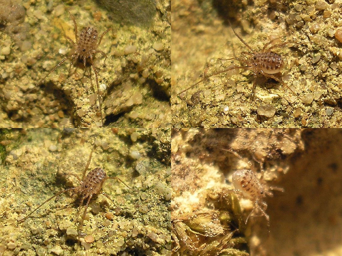 Homalenotus quadridentatus - Juveniles Rather old images (2008) of one of the scarcer species of Harvestmen in the Netherlands.<br />
Adult here:<br />
<figure class="photo"><a href="https://www.jungledragon.com/image/99826/homalenotus_quadridentatus_-_adult.html" title="Homalenotus quadridentatus - Adult"><img src="https://s3.amazonaws.com/media.jungledragon.com/images/3043/99826_thumb.jpg?AWSAccessKeyId=05GMT0V3GWVNE7GGM1R2&Expires=1767225610&Signature=S1roIodySOnHxp52fm6e1hQo5x4%3D" width="200" height="150" alt="Homalenotus quadridentatus - Adult Rather old images (2008) of one of the scarcer species of Harvestmen in the Netherlands.<br />
Juveniles here:<br />
https://www.jungledragon.com/image/99827/homalenotus_quadridentatus_-_juveniles.html Homalenotus,Homalenotus quadridentatus,Opiliones,Phalangiidae,Sclerosomatidae" /></a></figure> Homalenotus,Homalenotus quadridentatus,Opiliones,Phalangiidae,Sclerosomatidae