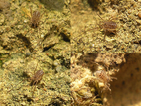 Homalenotus quadridentatus - Juveniles Rather old images (2008) of one of the scarcer species of Harvestmen in the Netherlands.
Adult here:
https://www.jungledragon.com/image/99826/homalenotus_quadridentatus_-_adult.html Homalenotus,Homalenotus quadridentatus,Opiliones,Phalangiidae,Sclerosomatidae