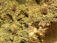 Homalenotus quadridentatus - Juveniles Rather old images (2008) of one of the scarcer species of Harvestmen in the Netherlands.<br />
Adult here:<br />
https://www.jungledragon.com/image/99826/homalenotus_quadridentatus_-_adult.html Homalenotus,Homalenotus quadridentatus,Opiliones,Phalangiidae,Sclerosomatidae