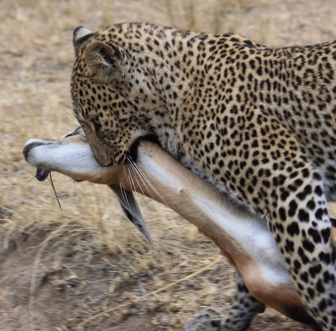 Leopard kill African leopard with kill on the Masai Mara Kenya. <section class="video"><iframe width="448" height="282" src="https://www.youtube-nocookie.com/embed/cljFHUDq8tw?hd=1&autoplay=0&rel=0" frameborder="0" allowfullscreen></iframe></section>  Africa,African Leopard,Kenya,Leopard,Masai Mara,Panthera pardus pardus,kill,safari