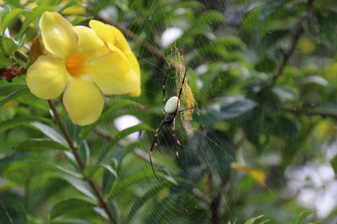 Neiafu Large Spider with Yellow/Gold Coloured Web Orange and Black legs, with white coloured body on yellow/gold coloured web in Neiafu, Vava&#039;u, Tonga, about 19 cm in length.<br />
It looks like a spider that was named on this web-site as Nephila tetragnathoides? Geotagged,Nephila tetragnathoides,October,Tonga,Tongan Giant Spider