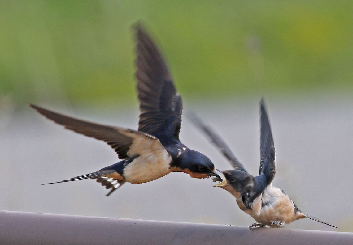 Barn Swallow Feeding Time Juvenile Barn Swallow receives fly feeding Barn Swallow,Canada,Geotagged,Hirundo rustica,Summer