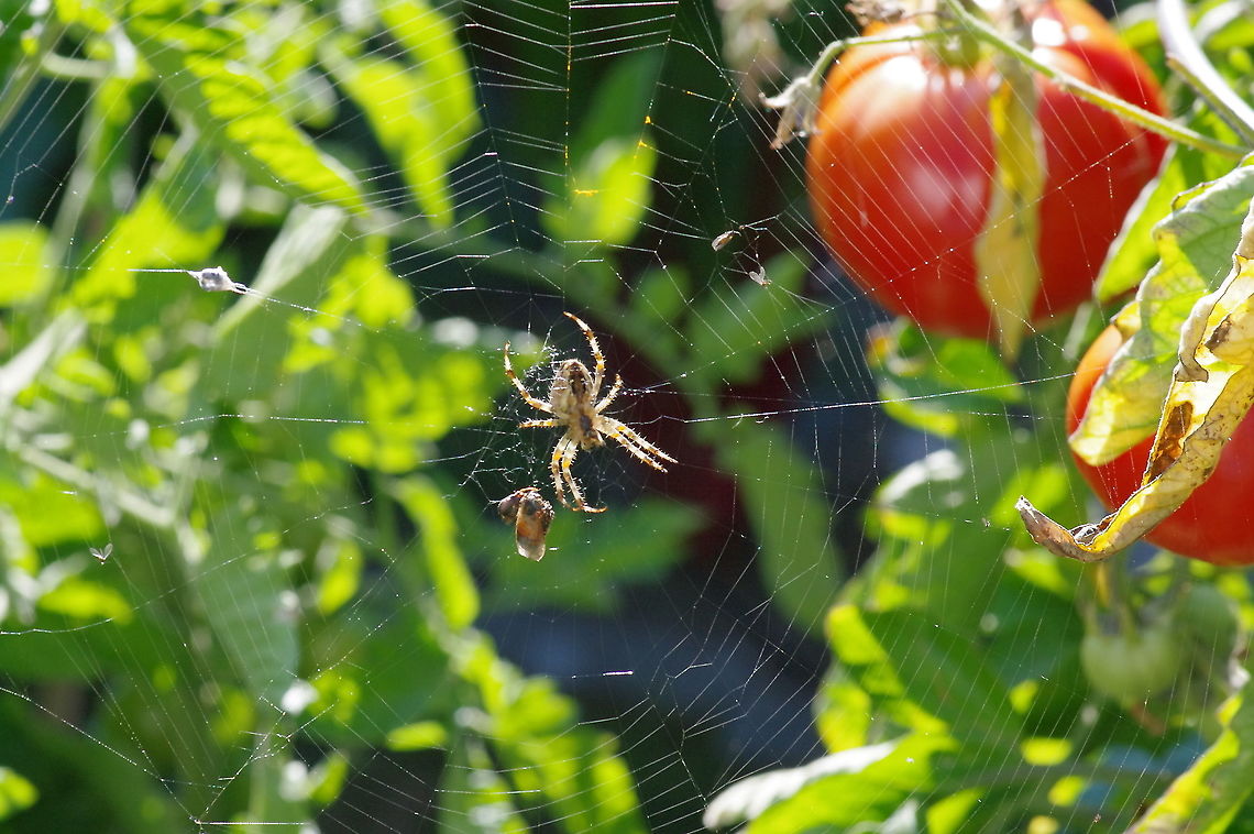 Cross orb weaver With decapitated honeybee. According to Pacific Northwest Insects (Merrill A. Peterson, 2018), A. diadematus has PNW-wide distribution, common in gardens W of Cascades and BC Coast Range. This summer after a very wet spring and midsummer (before the horrendous western US forest fires of September) the garden grew many and large orb weavers. Last year, which was much drier, few Araneus and much smaller. Araneus diadematus,European garden spider,Geotagged,Summer,United States