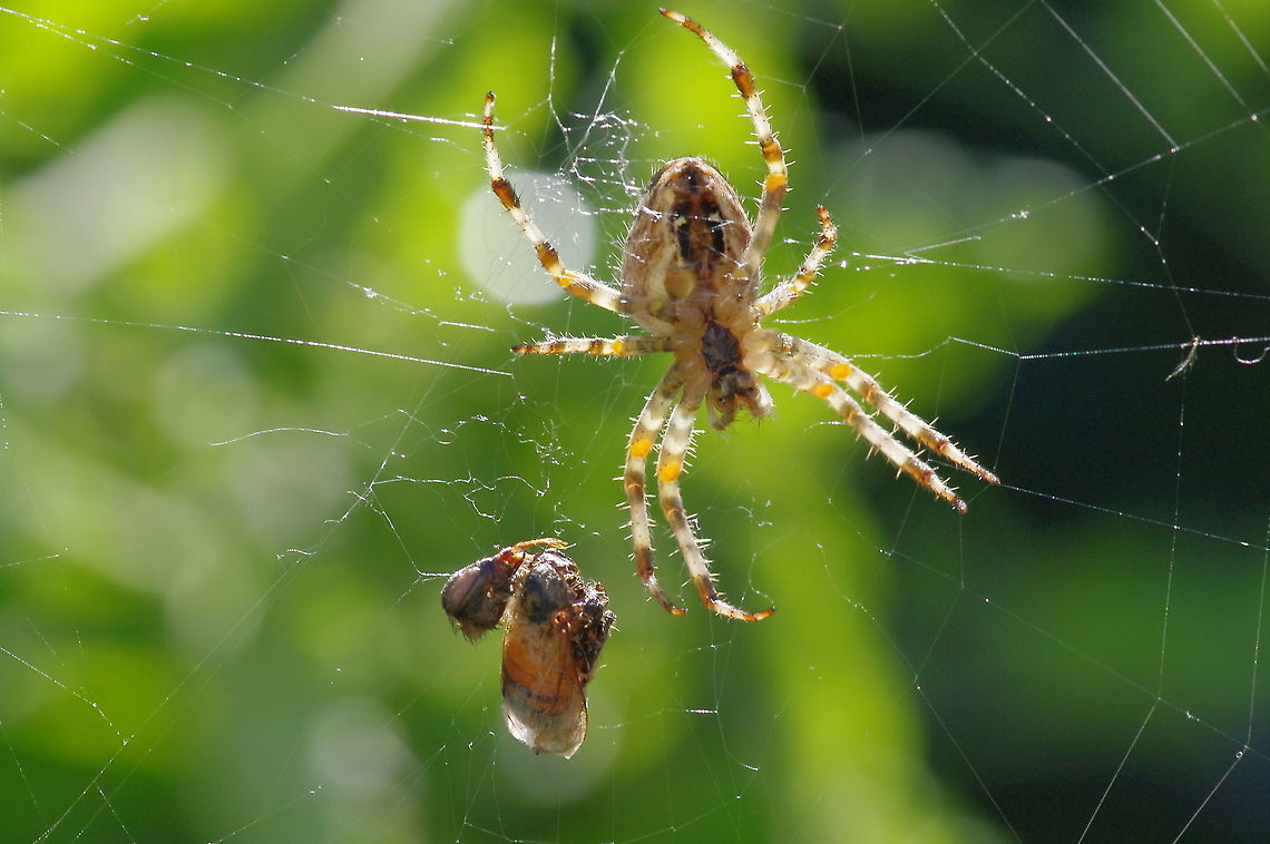 Cross orb weaver with honeybee aperitif A closer look. Araneus diadematus,European garden spider,Geotagged,Summer,United States
