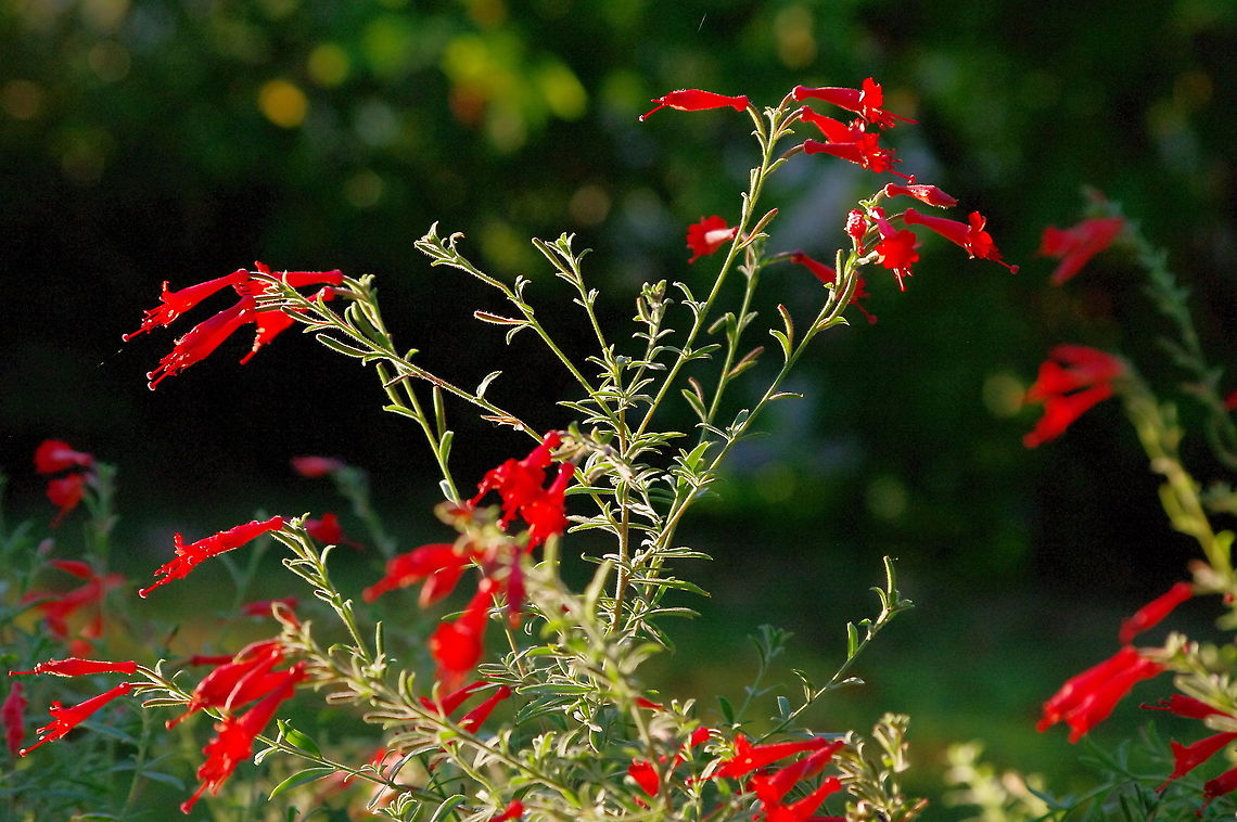 California fuchsia Beloved of Anna&#039;s hummingbird. And honeybees go to great lengths trying to struggle into the narrow tubes. Epilobium canum,Geotagged,Summer,United States