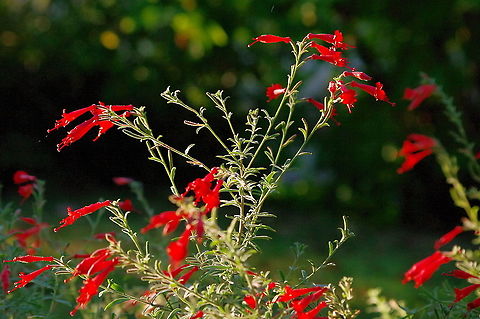 California fuchsia Beloved of Anna's hummingbird. And honeybees go to great lengths trying to struggle into the narrow tubes. Epilobium canum,Geotagged,Summer,United States
