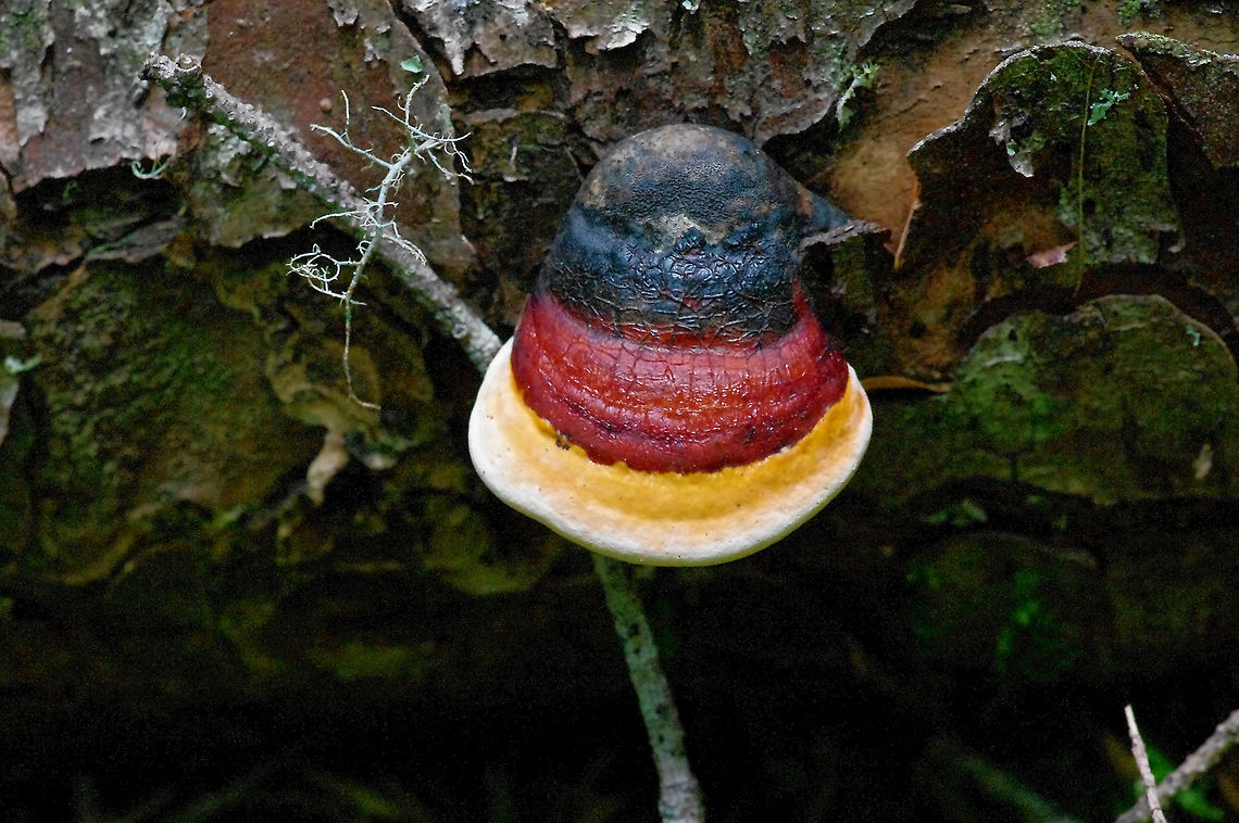 Red-belted conk This perennial fruiting body is fairly young. In mixed Douglas-fir/western hemlock forest, Mount Baker-Snoqualmie National Forest. Likely this species deserves another name: most species we have in North America are unique yet early on received the name of their European cousins. (See Phylogeny of Fomitopsis pinicola: a species complex, August 2016, Mycologia). Still, by any name, beautiful, innit. Fomitopsis pinicola,Geotagged,Red Banded Polypore,Summer,United States