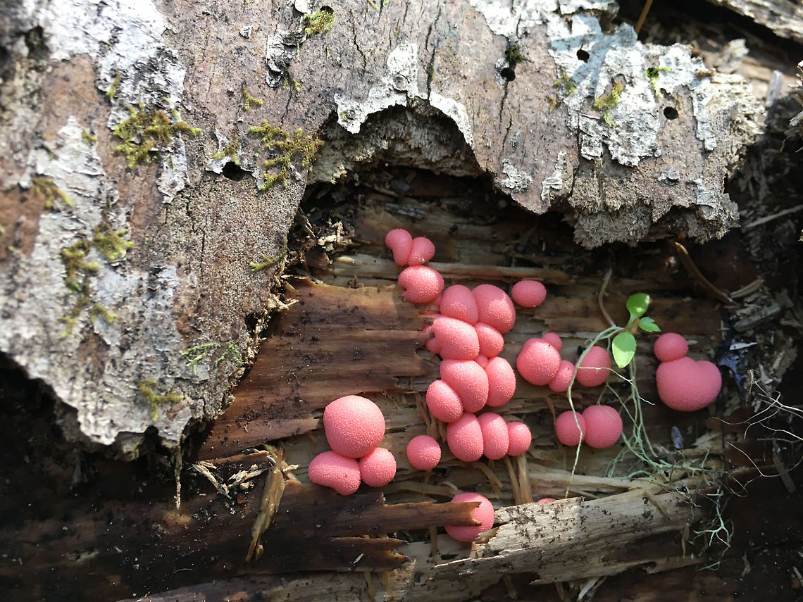 Wolf's milk Fungi? Not. This is a slime mold, not uncommon in fall in the Pacific Northwest's temperate forests. Geotagged,Lycogala epidendrum,Summer,United States,Wolf's milk
