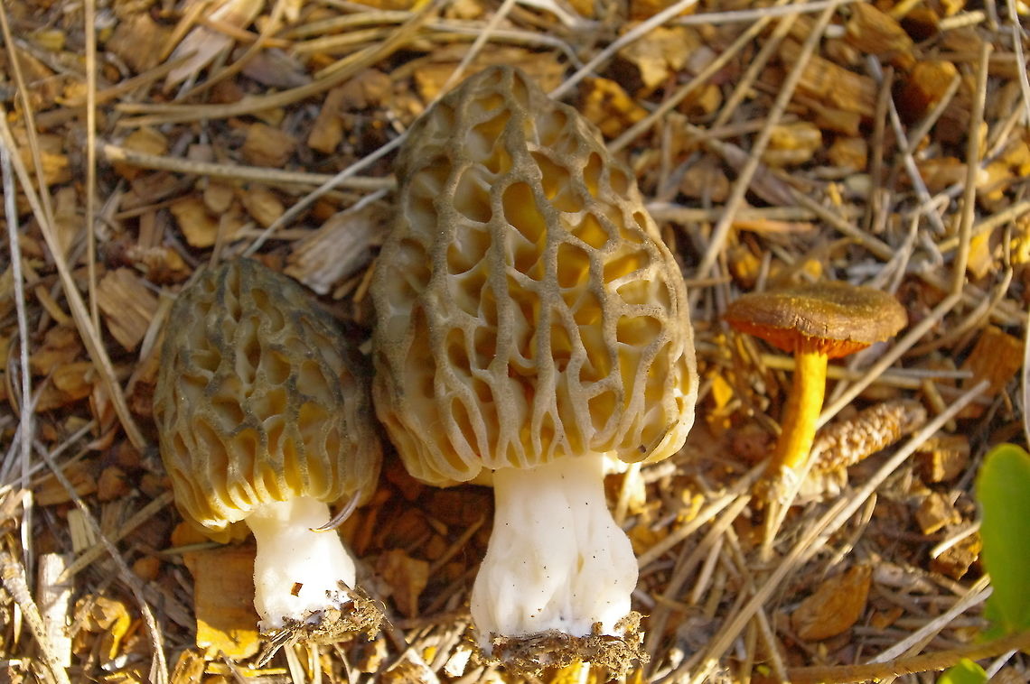 Before the fire Late spring Doug-fir/western hemlock/ponderosa pine forest morels, with a spring cort in the dermocybe group. Geotagged,Morchella snyderi,Spring,United States