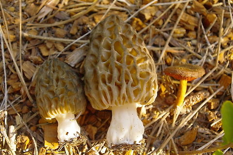 Before the fire Late spring Doug-fir/western hemlock/ponderosa pine forest morels, with a spring cort in the dermocybe group. Geotagged,Morchella snyderi,Spring,United States