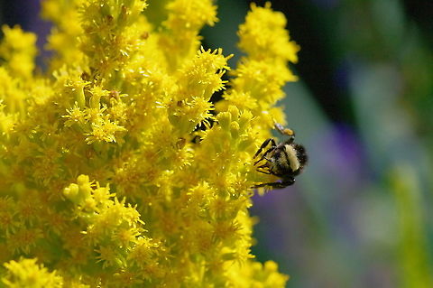 Canada goldenrod with yellow-faced bumble bee Solidago canadensis giving nectar to Bombus vosnesenskii Canada goldenrod,Geotagged,Solidago canadensis,Summer,United States