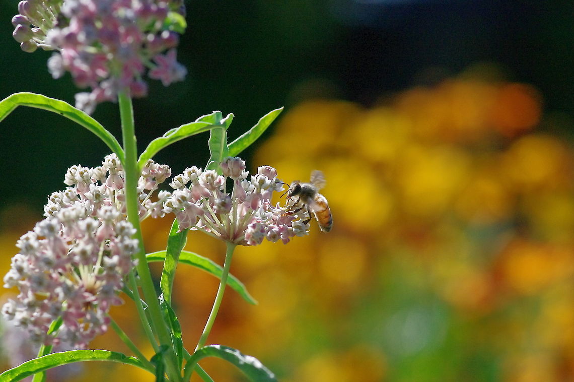 Mexican whorled milkweed with Apis mellifera Asclepias fascicularis grown from seed. This is one of three milkweeds native to Washington State, and grows naturally east of the Cascade crest. Asclepias fascicularis,Geotagged,Summer,United States