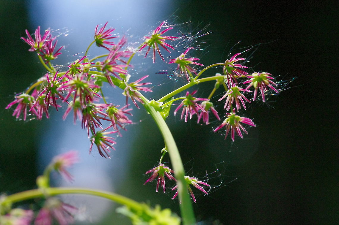 Western meadowrue Who knew that Thalictrum occidentale could sparkle? Geotagged,Spring,Thalictrum occidentale,United States,Western meadow-rue