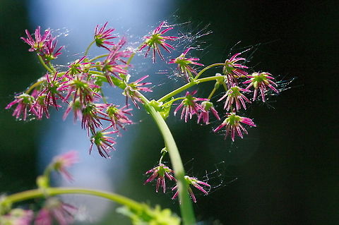 Western meadowrue Who knew that Thalictrum occidentale could sparkle? Geotagged,Spring,Thalictrum occidentale,United States,Western meadow-rue
