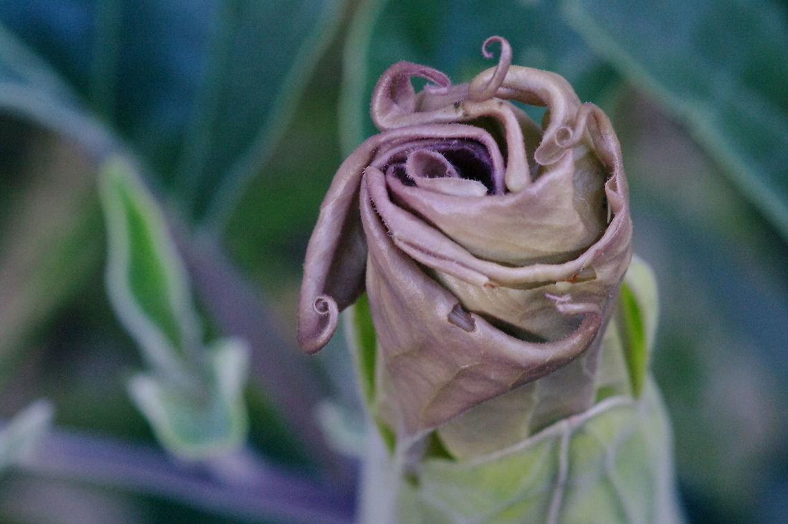 Sacred datura bud in situ Datura wrightii, Death Valley National Park Datura wrightii,Geotagged,Sacred datura,Spring,United States