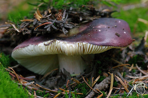 Beloved of banana slugs - and people Russula xerampelina. All features of this Pacific Northwest mushroom crumble like chalk when broken. They are mycorrhizal with Douglas fir and other western conifers. Geotagged,Russula xerampalina,Russula xerampelina,Summer,United States