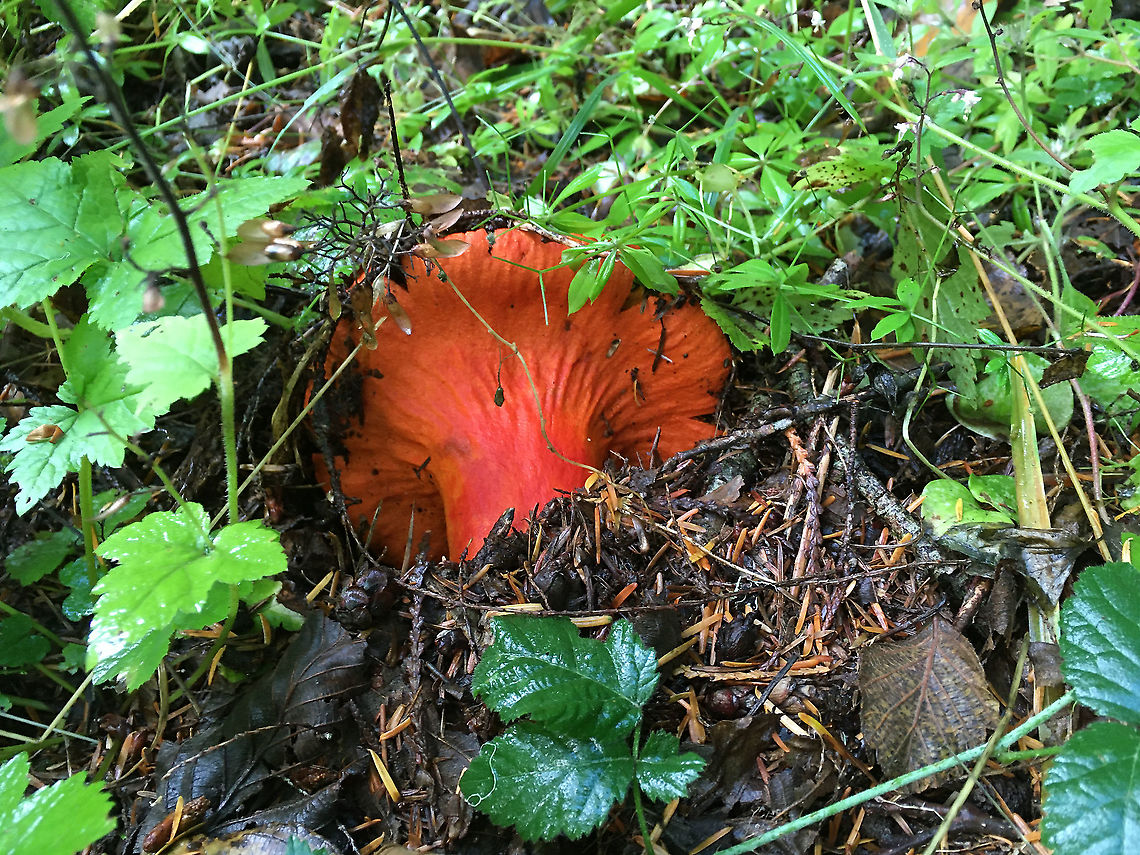 Lobster mushroom near Glacier Peak Hypomyces lactifluorum is fascinating, because it is a macro fungi that is two fungi in one. The ascomycete H. lactifluorum colonizes (parasitizes) the basidiomycete Russula brevipes. This is a prized edible mushroom of much local renown. Geotagged,Hypomyces lactifluorum,Lobster mushroom,Summer,United States