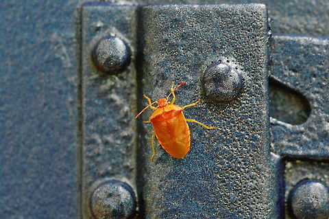 Orange bug, blue box Per entomologist Merrill A. Peterson, this is the stink bug Banasa dimiata "but it&rsquo;s a very unusual color pattern! My guess is that it&rsquo;s a freshly-emerged adult that hasn&rsquo;t yet hardened its exoskeleton, which is why the yellow areas aren&rsquo;t green and why the orange areas aren&rsquo;t brown." Banasa dimidiata,Geotagged,Green Burgundy Stink Bug,Summer,United States