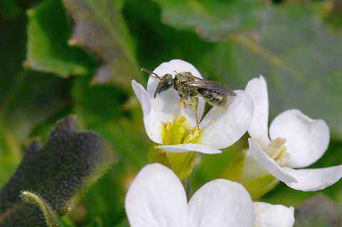 Sweat bee on rock cress Photo taken in late spring-early summer. These tiny ground-nesting emerge well after mason bees. Geotagged,Halictus sp.,United States,summer