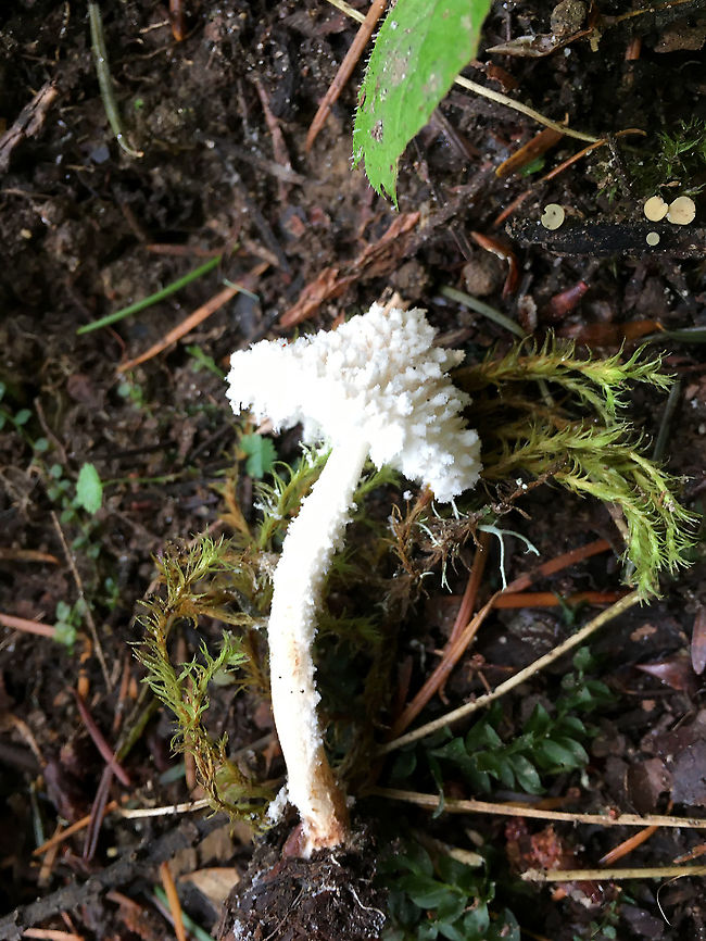 Fungal confection The powdery cap is quite ephemeral. Cystolepiota seminuda,Fall,Geotagged,United States