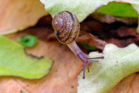 Not escargot yet A small Cornu aspersum, on the scout for food and habitat Cornu aspersum,Garden Snail,Geotagged,Summer,United States