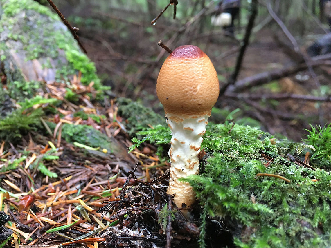 Eye on the prize Found in coastal old growth Douglas fir-spruce-western hemlock forest Fall,Geotagged,Lepiota magnispora,United States