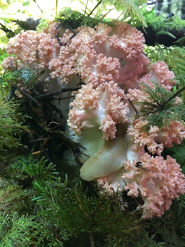 Coral mushroom with banana slug Still waiting on a more exact species ID for this Ramaria, found in old Douglas fir-western hemlock-vine maple forest. Clustered coral,Fall,Geotagged,Ramaria botrytis,Ramaria stricta,United States,Upright Coral Fungus