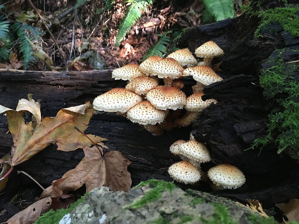 Pholiota fungi Today&#039;s Pholiota squarrosoides, Doug fir-western hemlock forest, Chuckanuts Fall,Geotagged,Pholiota squarrosoides,United States