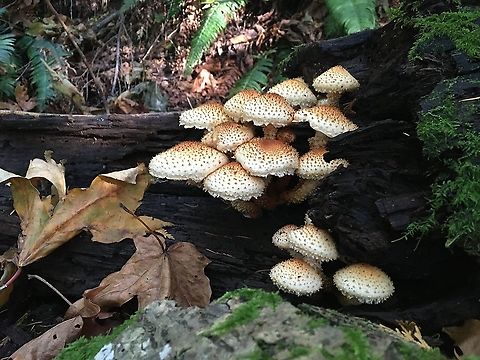 Pholiota fungi Today's Pholiota squarrosoides, Doug fir-western hemlock forest, Chuckanuts Fall,Geotagged,Pholiota squarrosoides,United States