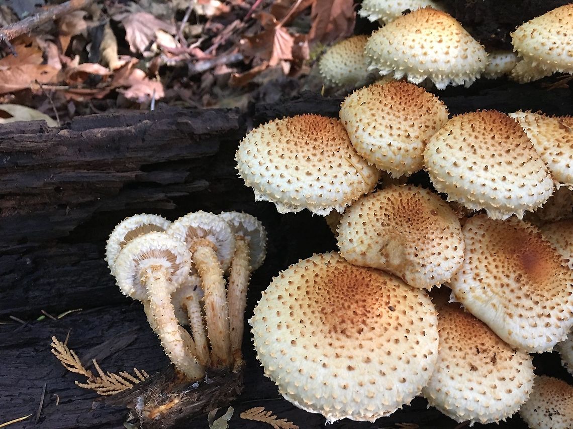 Pholiota fungi plus dorsal side Today&#039;s Pholiota squarrosoides, Doug fir-western hemlock forest, Chuckanuts Fall,Geotagged,Pholiota squarrosoides,United States