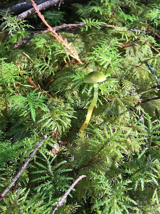 The color of light The color of light, water and chitin: the parrot waxy cap also occurs in North America Gliophorus psittacinus,Parrot Mushroom